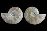 Bargain, Cut & Polished Ammonite Fossil - Madagascar #148022-1